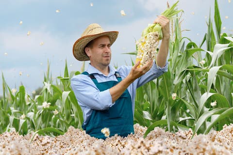 Der Postillon Landwirt Entsetzt Komplette Maisernte Zu Popcorn