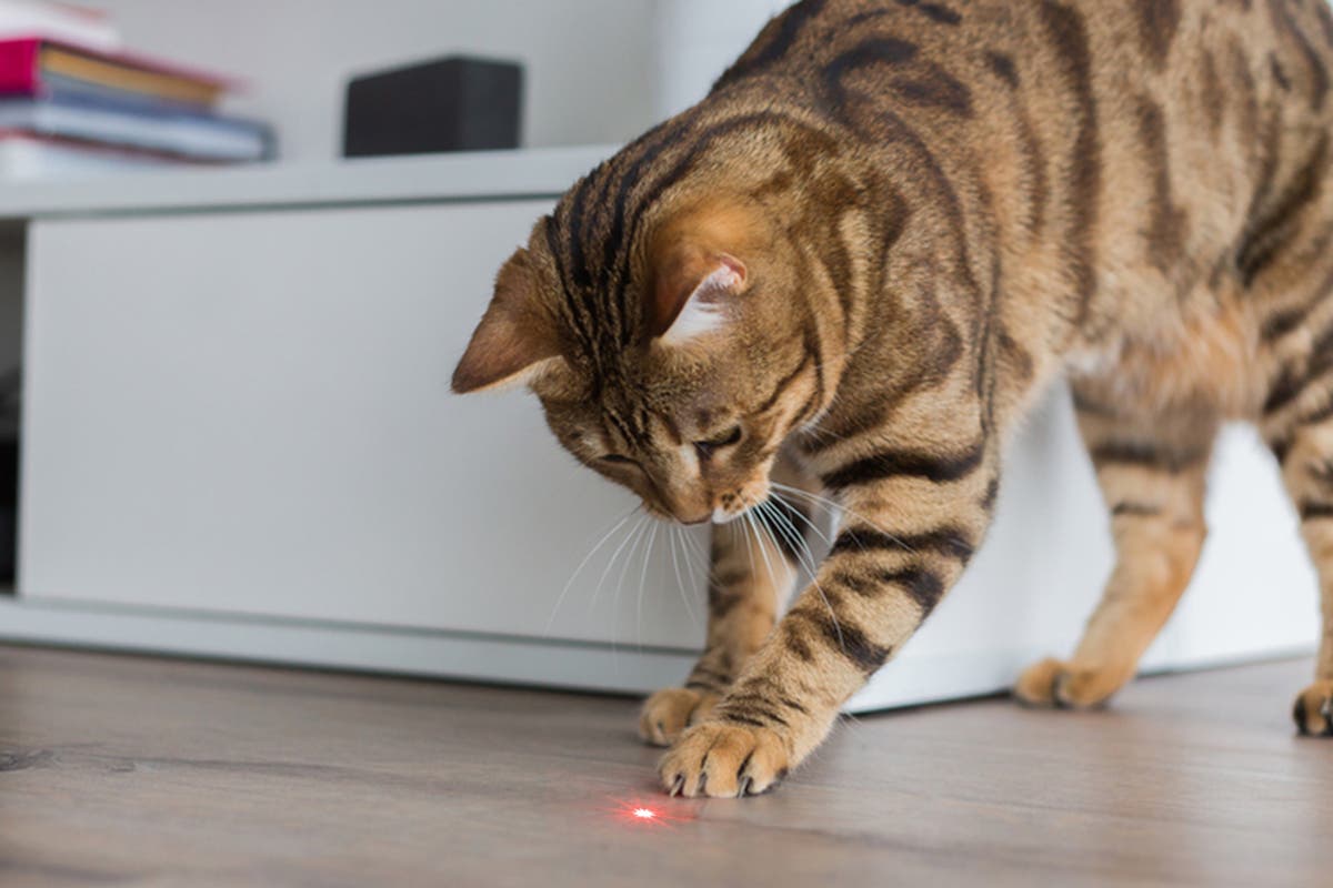 Der Postillon Katze Frisst Laserpointerpunkt Und Muss Notoperiert