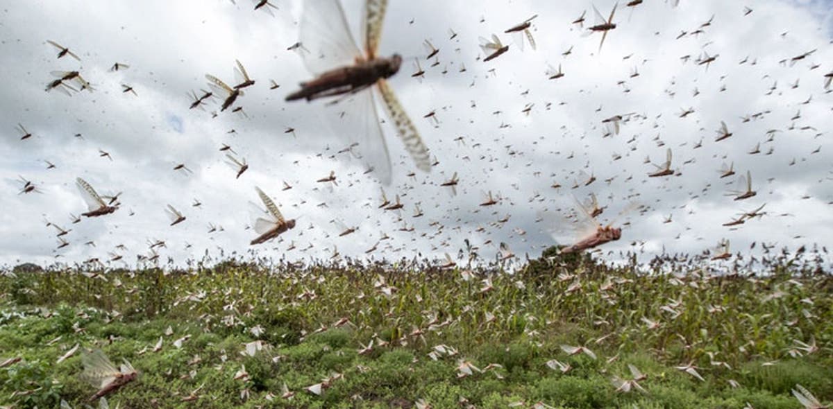 Pakistan mulls crackdown against locust swarms with help of World Bank