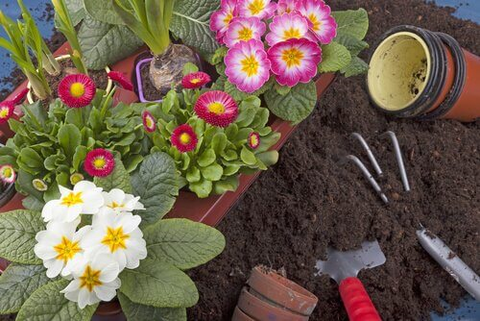 10 Pflegeleichte Pflanzen Fur Deinen Garten Besser Gesund Leben