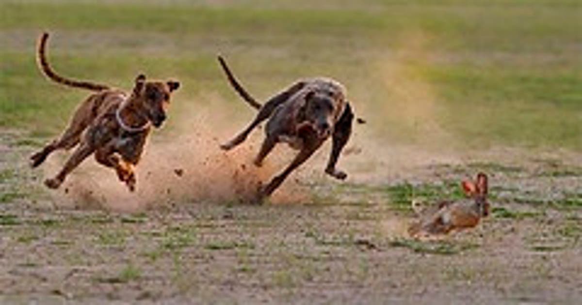 Liebre y galgos