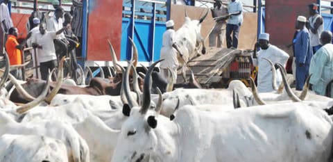 Cow Might Soon Be World S Largest Land Mammal Study Punch Newspapers