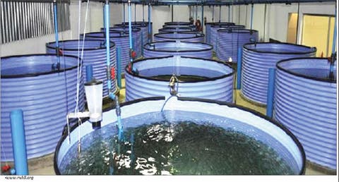 Starting A Home Based Fish Farming Punch Newspapers