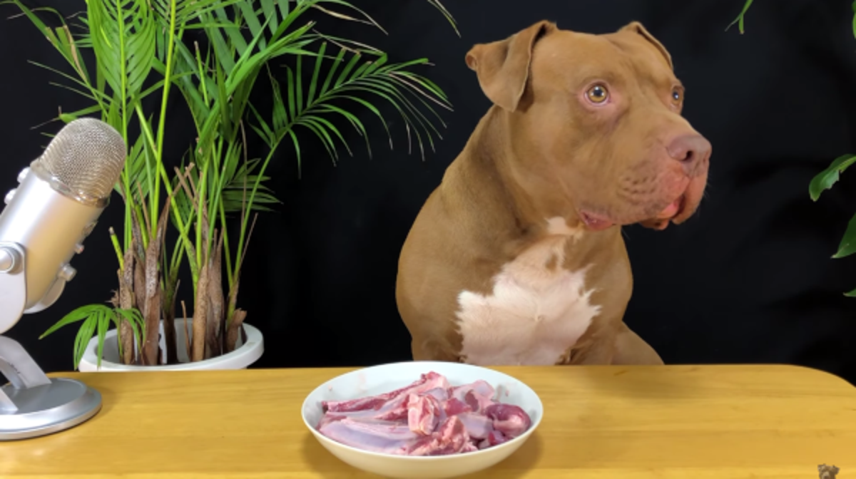 adorable pitbull eating