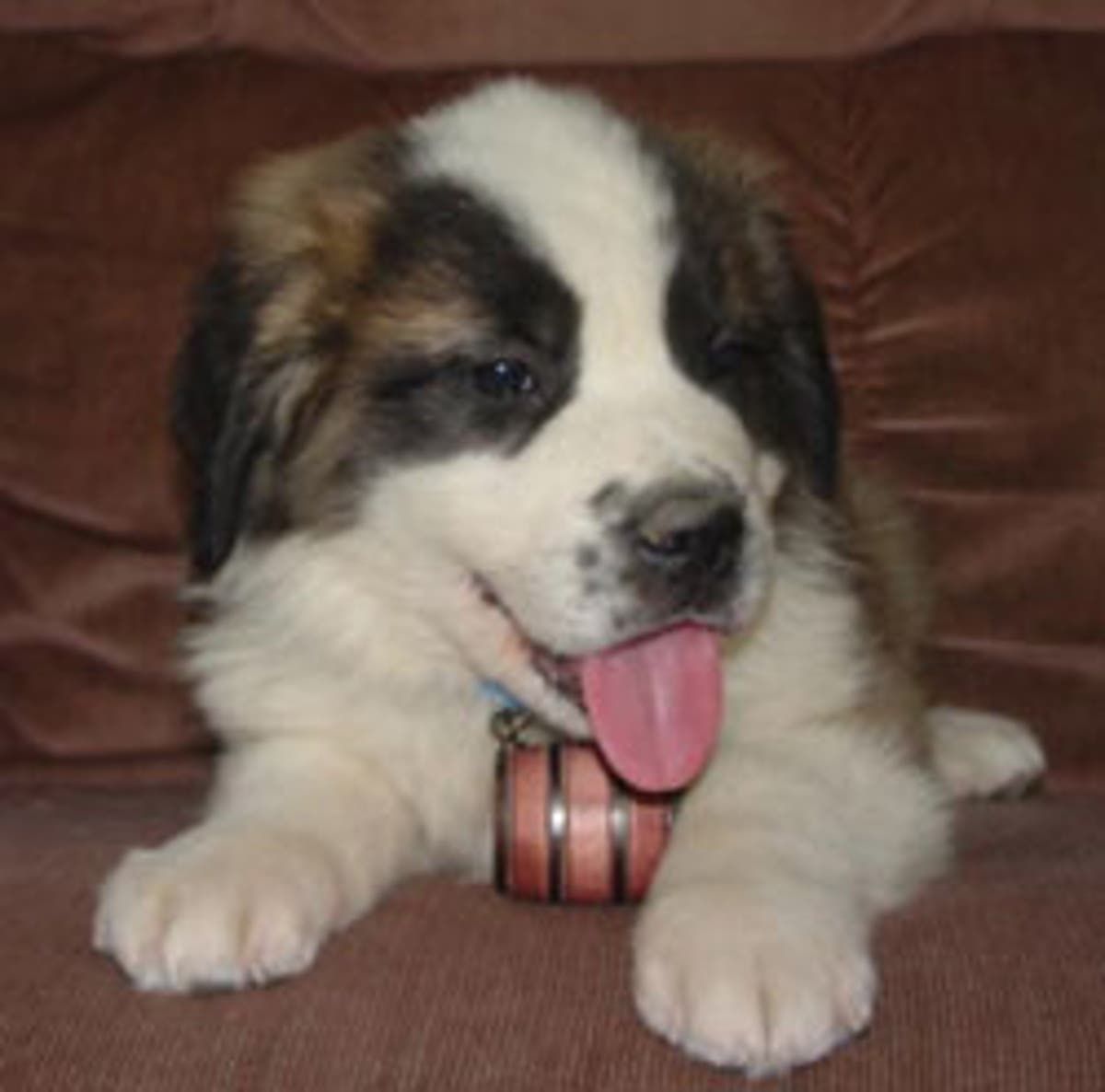 St Bernard Shows Evolution At Work
