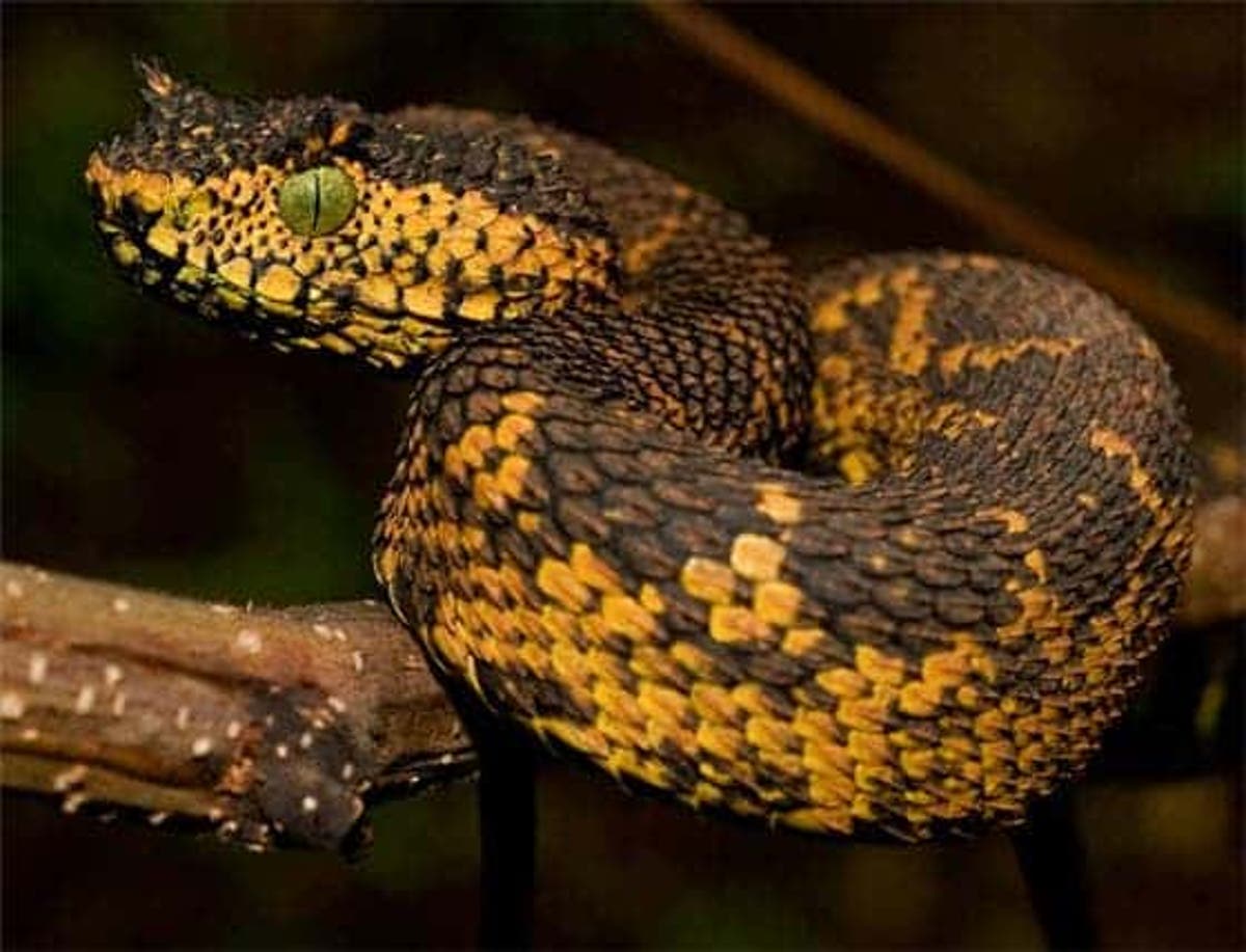 A Stunning New Species Of Black And Yellow Horned Viper Discovered