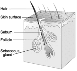 Gray Hair Reversal Process Discovered By Scientists