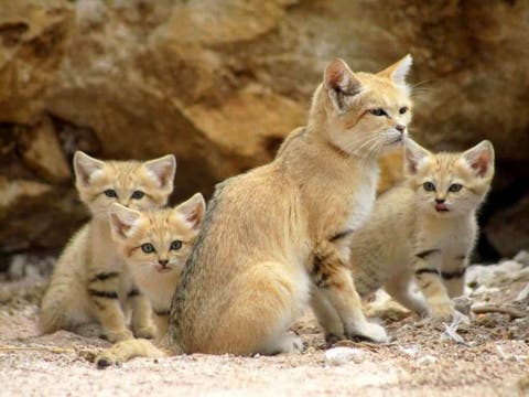 Sand Cat The Amazing Animal That Doesn T Need To Drink Water Images, Photos, Reviews
