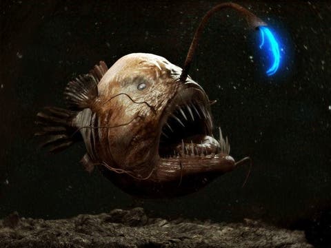 Remarkably Bizarre Deep Sea Creatures Spooky And Magnificent