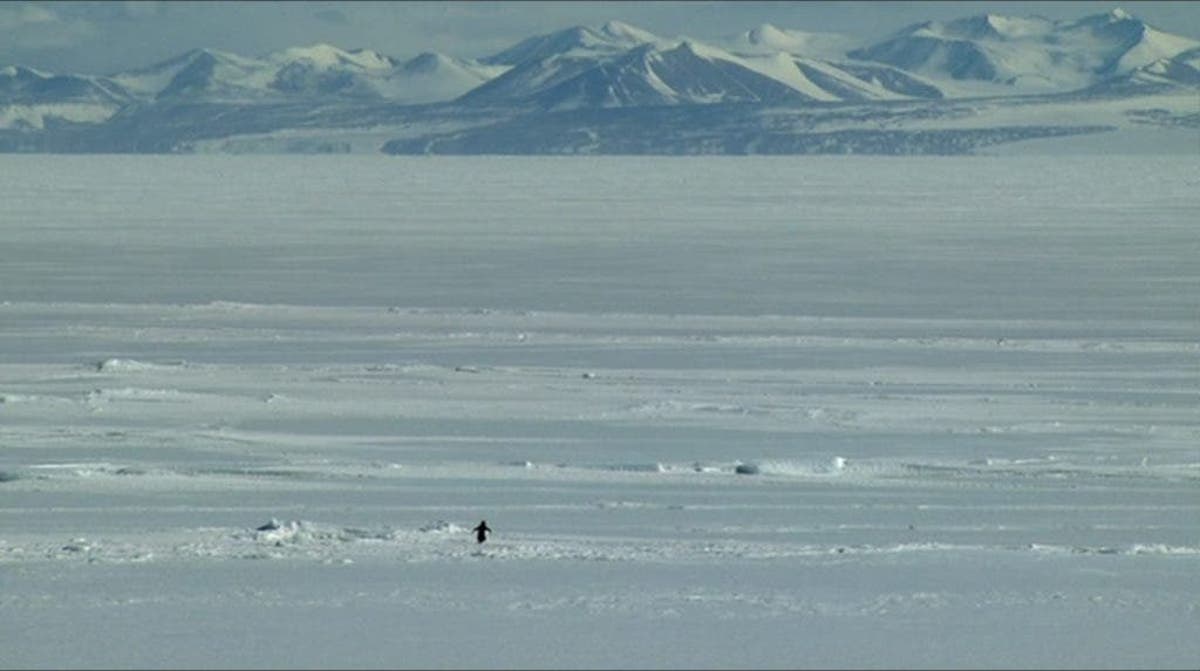 Some penguins commit suicide, walking away from the sea, alone ...