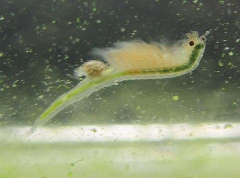big seamonkey big seamonkey