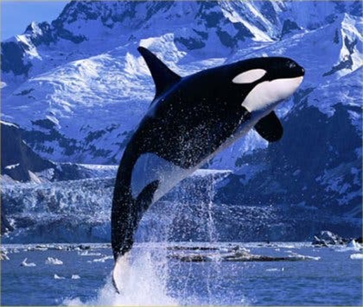 Killer Whales Are So Smart They Can Learn To Speak Dolphin