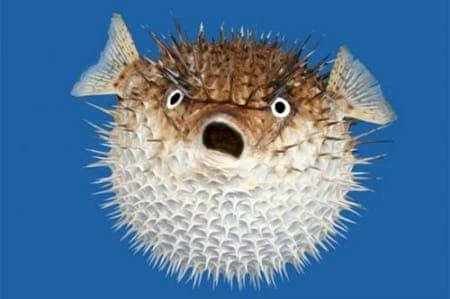 blowfish.jpg
