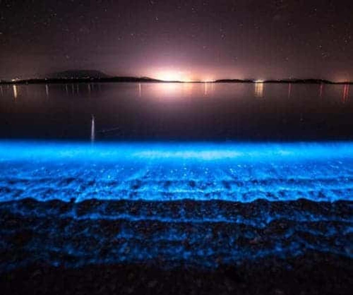 Global Warming Has Never Looked So Beautiful Glowing Plankton In Tasmania