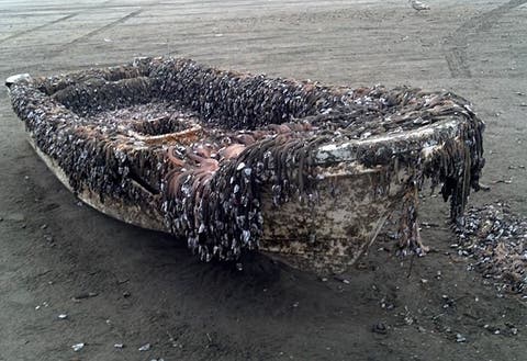 Invasive Species Still Hitch A Ride On 2011 Japanese Tsunami