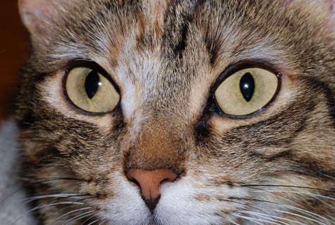 cats unequal pupil size
