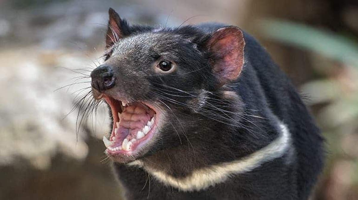 Tasmanian Devil Might Get Reintroduced To Australia After 3 000 Years Absence