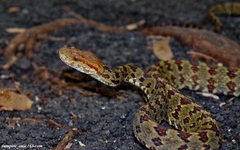 200 New Species Discovered In Himalaya Including Walking Fish