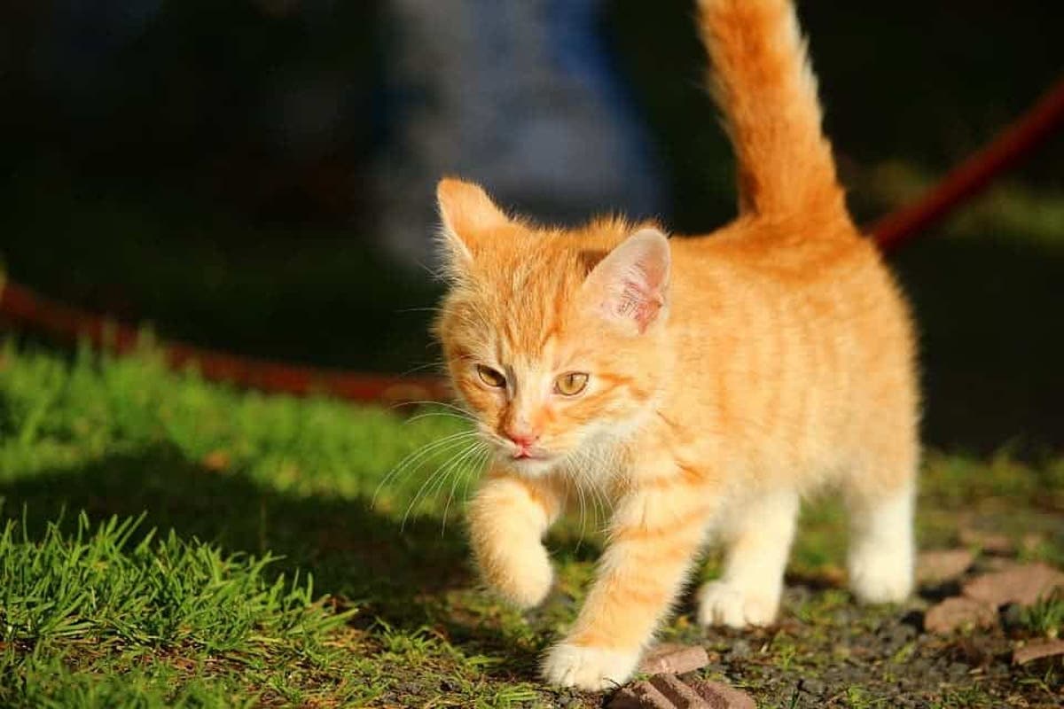 Scientists Find Another Reason Why Declawing Your Cats Is Not Ok