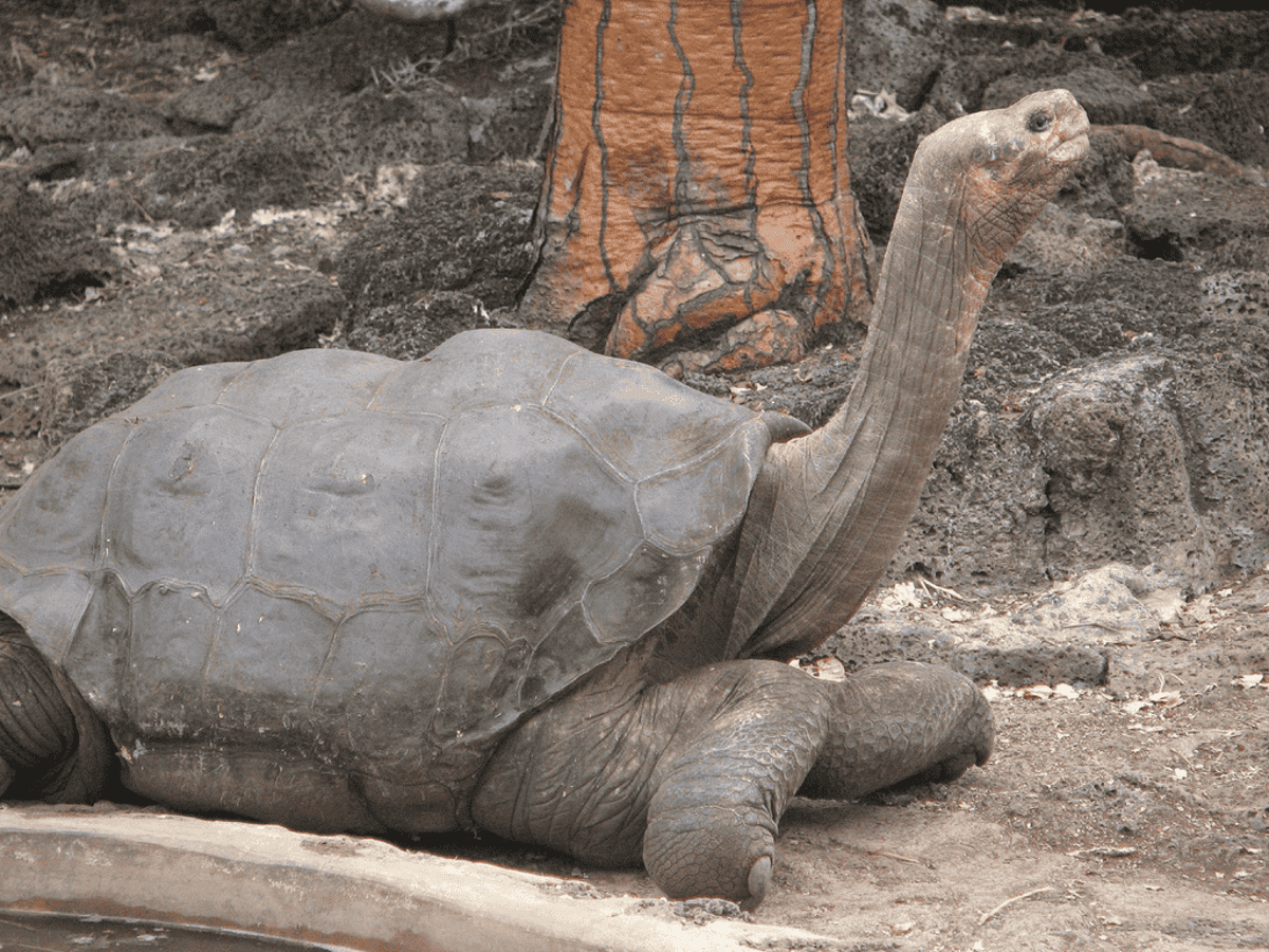 Extinct Giant Tortoise Is Being Revived After An Unexpected Find