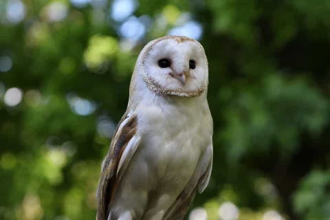 Owls Ears Are Always In Tip Top Shape Because They Re Self Repairing