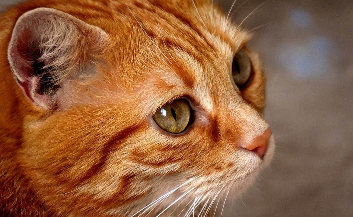 Pet Translator Might Enable Humans To Communicate With Animals