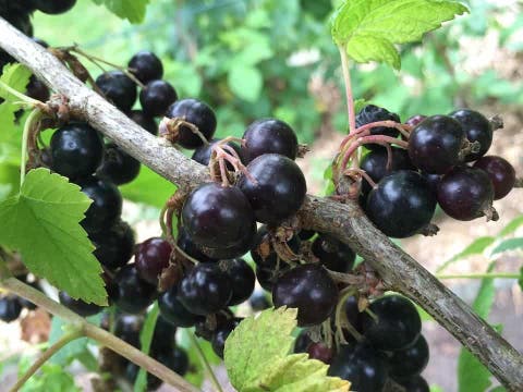 Blackcurrant Could Create A New Generation Of Healthy Eco