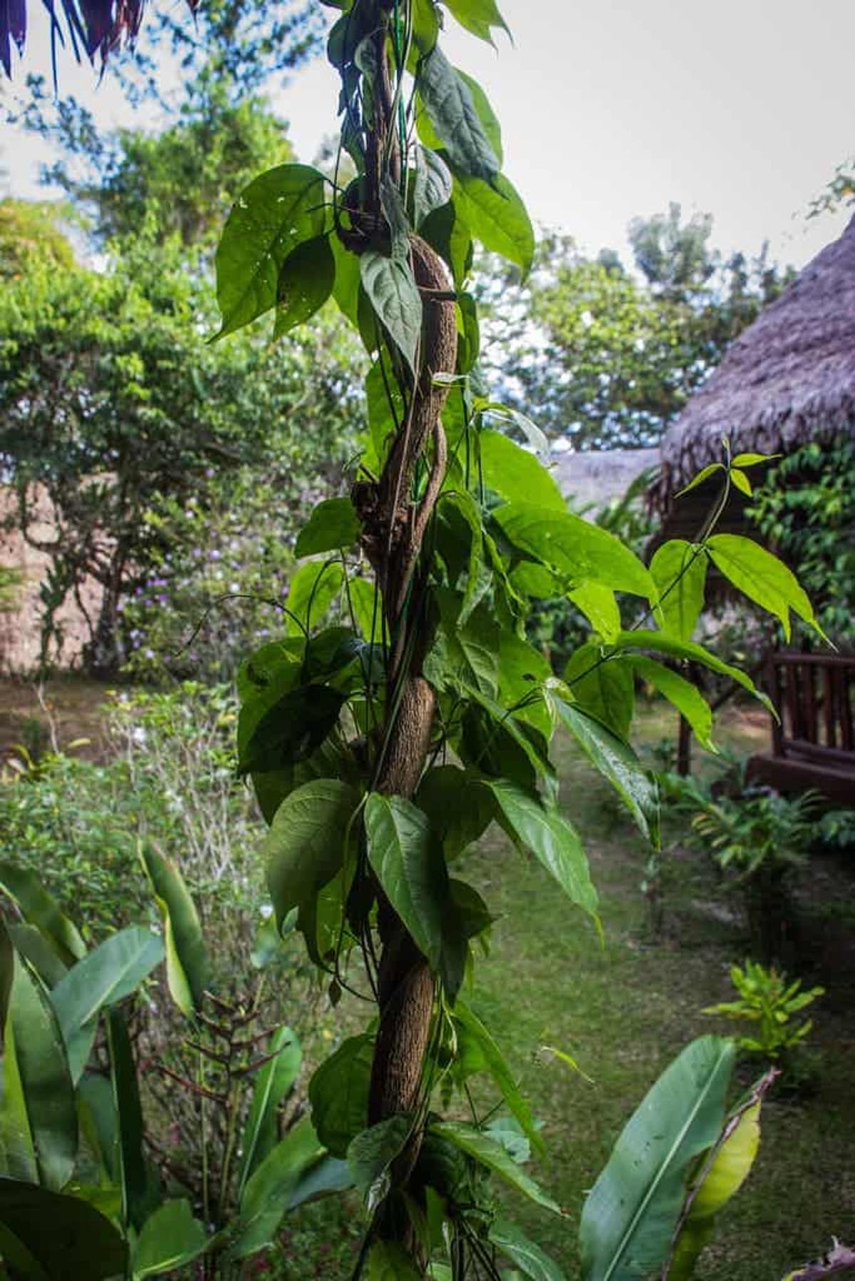 4 Plant Based Alternative Medicines That Show Promise In Treating