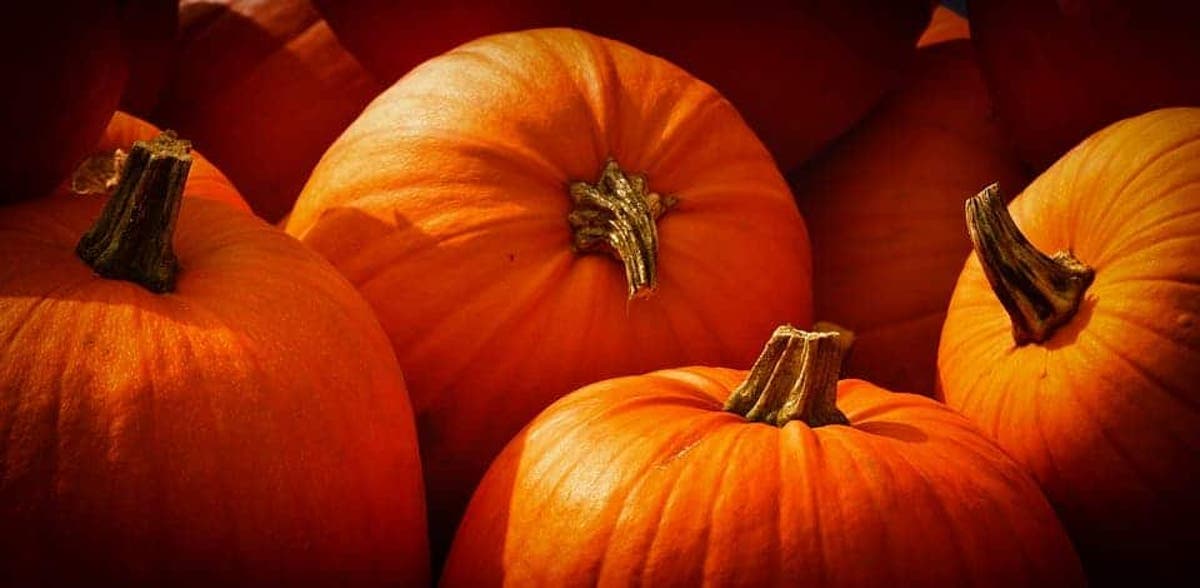 This Halloween Do The Right Thing Fight Food Waste And Eat