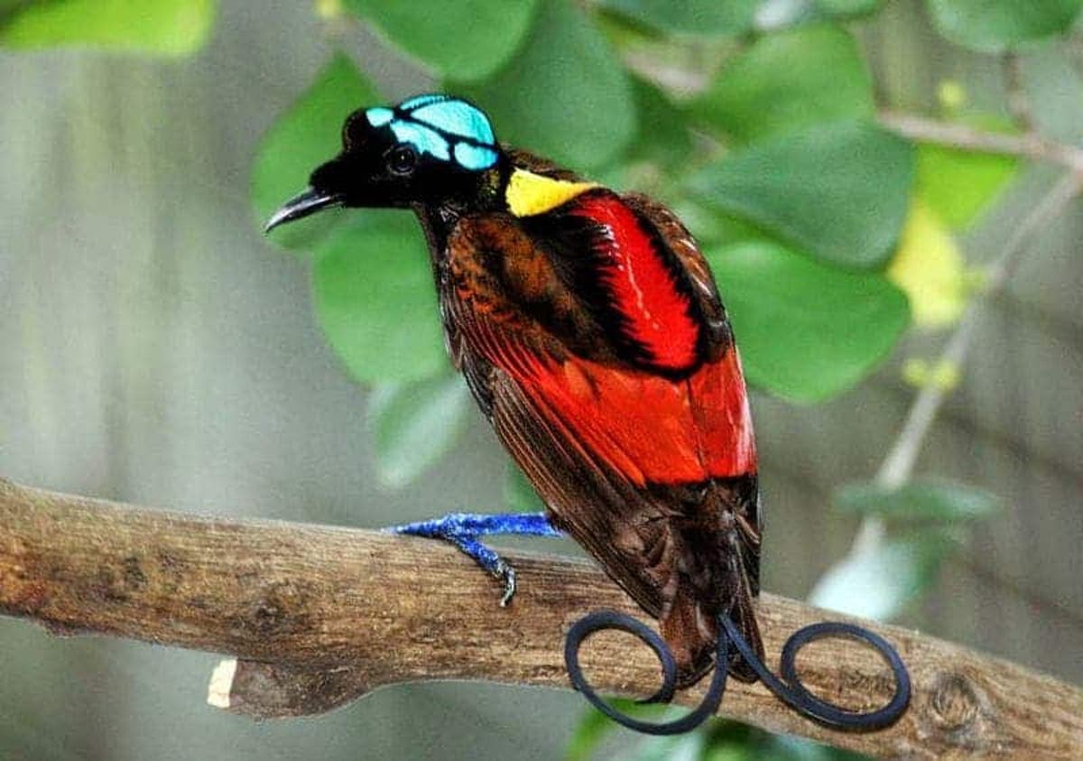 Birds-of-paradise males need more than looks to get a girlfriend