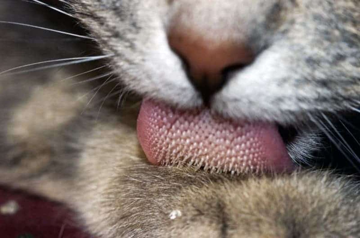 Cat S Tongues Are Surprisingly Complex And Better At Cleaning