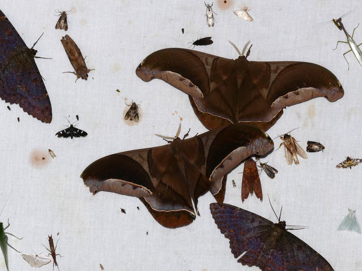 Why Are Moths Attracted To The Moon