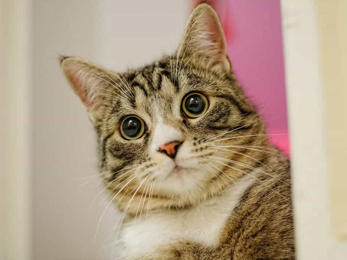 Cats Know Their Names As Well As Dogs They Just Don T Bother