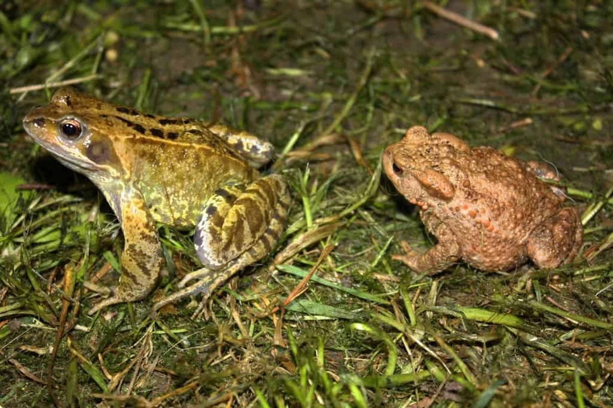 The Slimy Difference Between Toads And Frogs