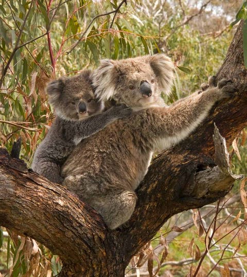 Koalas Might Not Be Functionally Extinct But They Re In Huge