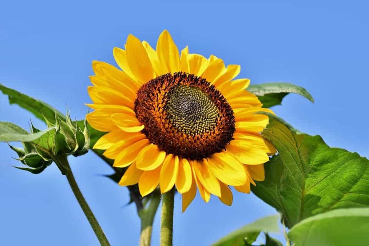 Sunflower Like Material Follows Beam Of Light