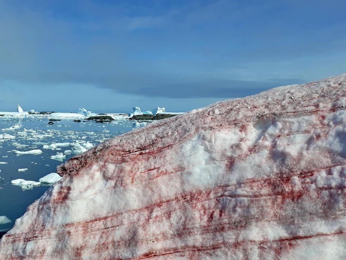 Imagini pentru red snow