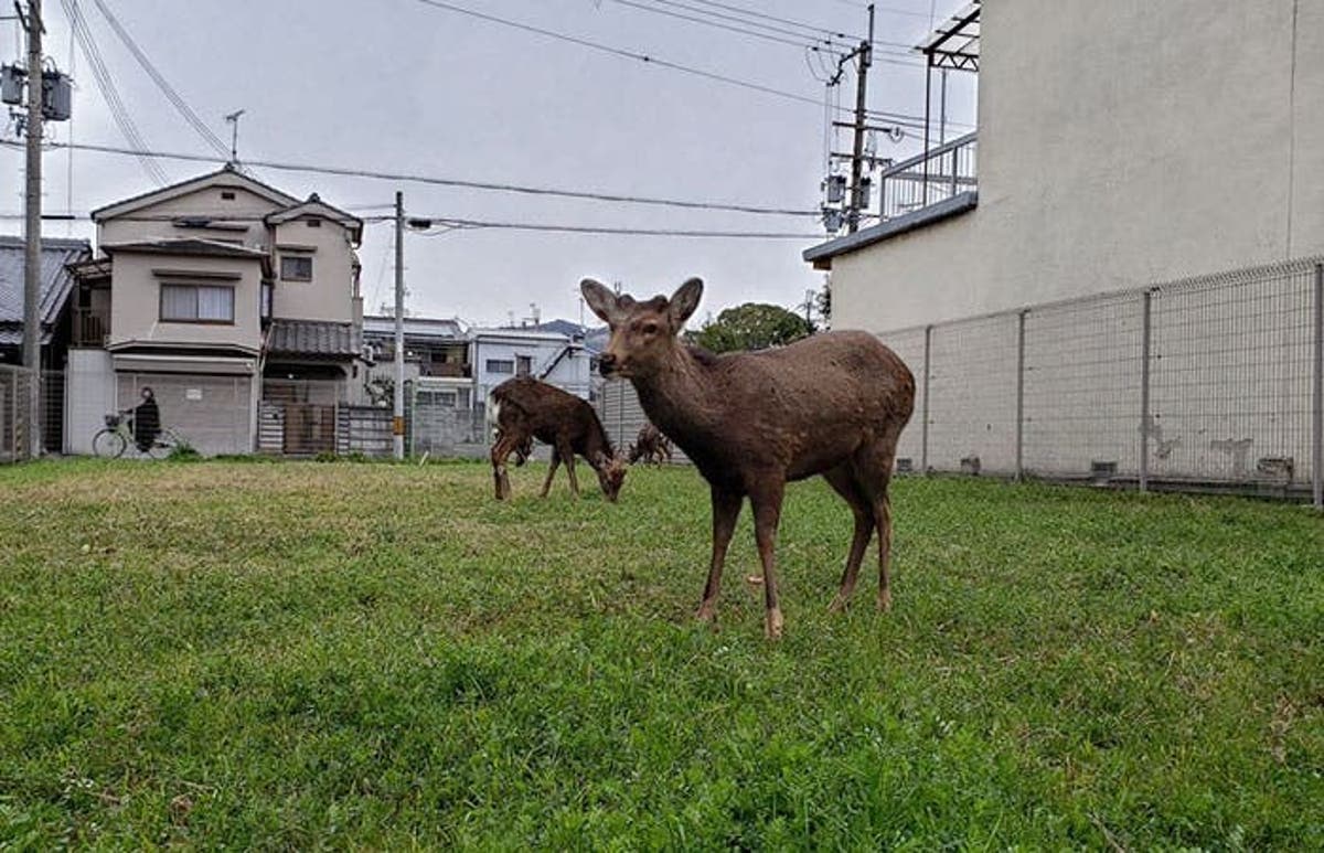 Get Wallpaper As Cities Quarantine Animals Take To The Streets For iPhone Free