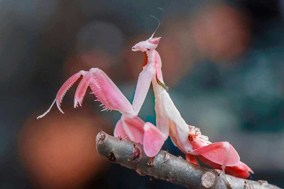 Meet the Orchid Mantis. No, this is not a flower
