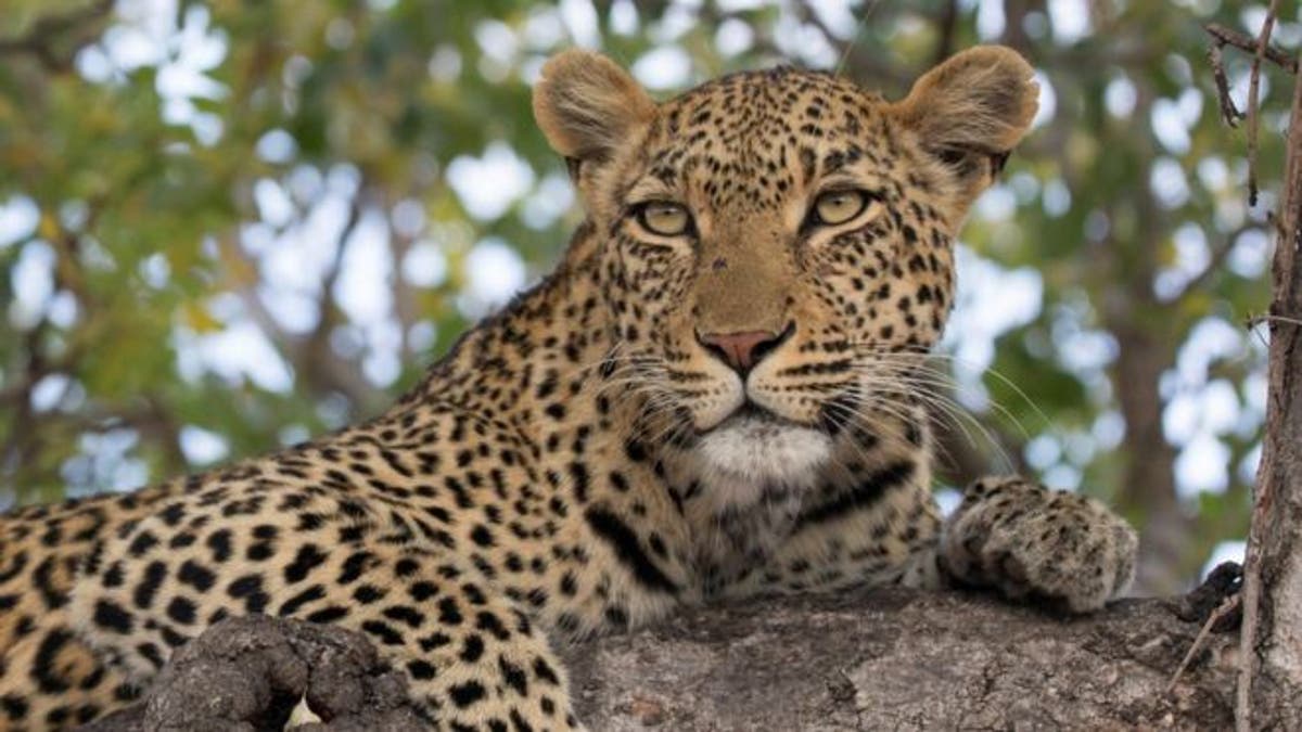 Man mauled after paying for ‘full-contact’ with leopard