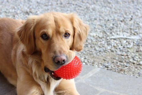 Wenn Mein Hund Kein Welpe Mehr Ist Deine Tiere