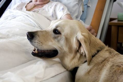 ausgebildete diabetes hunde bilder