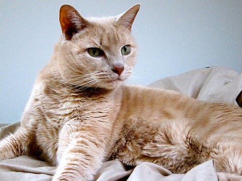 Warum Lohnt Es Sich Eine Katze Zu Sterilisieren Deine Tiere