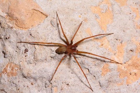 Wie Vermeidet Man Spinnen Zu Hause Deine Tiere
