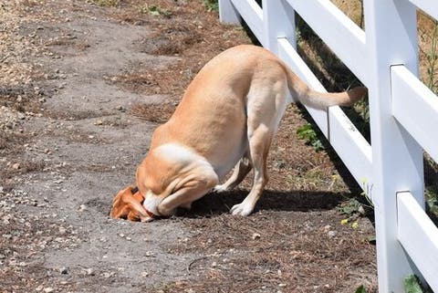 Mein Hund Buddelt Locher Was Mache Ich Dagegen Deine Tiere