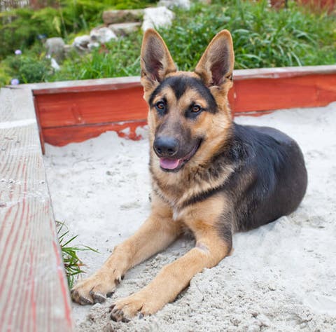 Hundeklo Bring Ihm Bei Es Zu Benutzen Deine Tiere