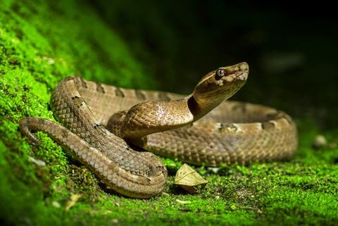 Schlange Im Garten Wie Verhalt Man Sich Deine Tiere