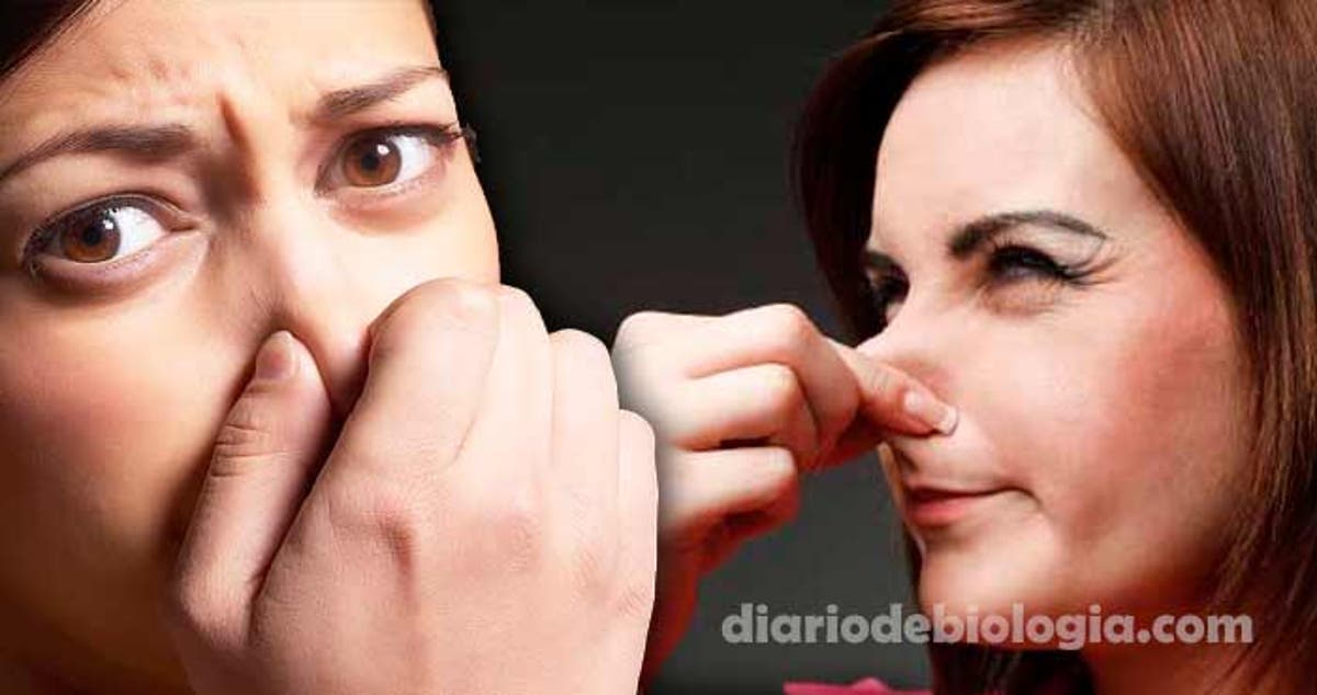 quais alimentos sao bons para eliminar gases