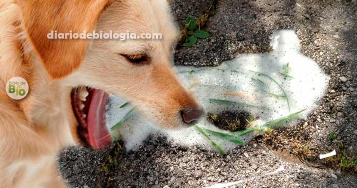 fezes com sangue cachorro e vomito