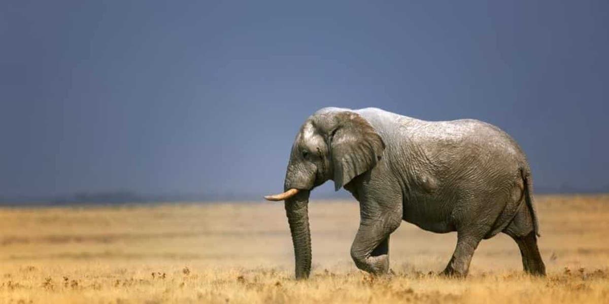 12 elefantes mueren envenenados en parque de África